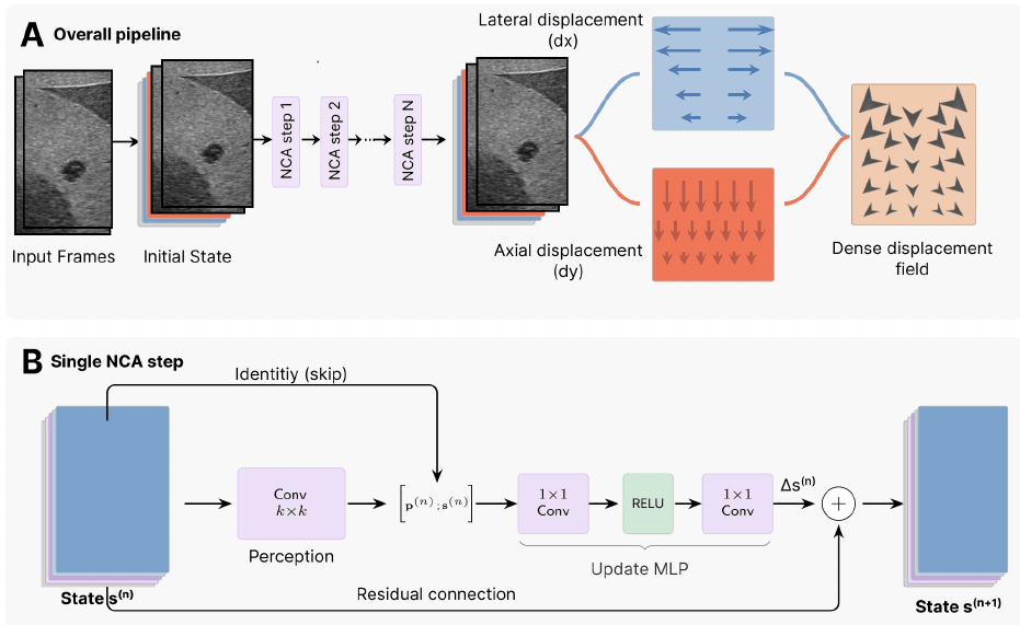 NCA-Flow architecture: two B-mode frames concatenated with zero-initialised displacement and hidden channels, iterated through N identical NCA steps, read out as lateral and axial displacement maps.