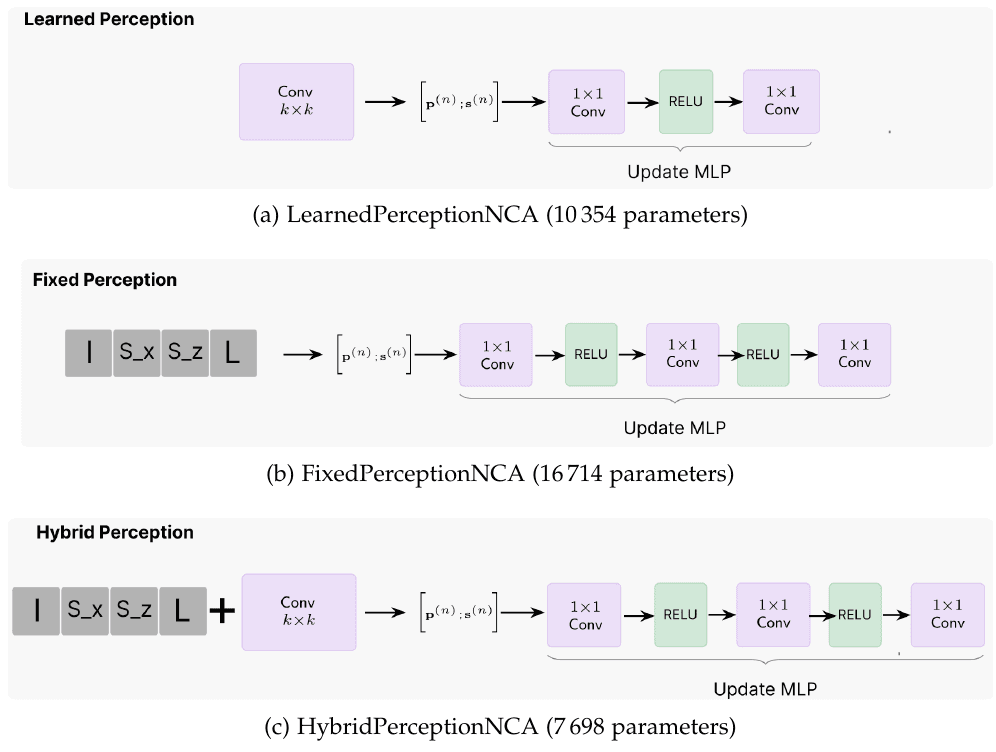 The three perception variants: LearnedPerceptionNCA at 10,354 parameters, FixedPerceptionNCA at 16,714, and HybridPerceptionNCA at 7,698.